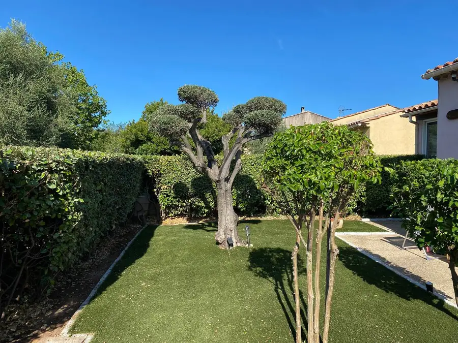 Olivier ancien taillé en plateau au milieu d’une pelouse, haie taillée et jeunes orangers, jardin de Grimaud